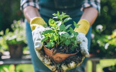 Gardening 101: A Beginner’s Guide to Starting Your Garden